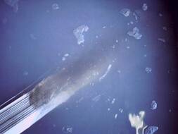 Ultraschall Reinigung